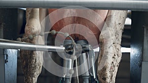 Technological cow milking machine working in agricultural manufacture close up.