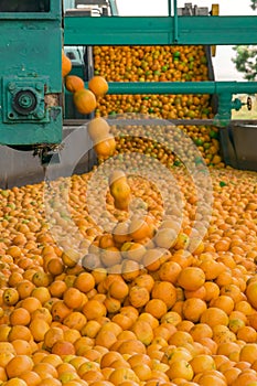 Technological process at the orange cannery or factory. Mass of ripe citrus fruits oranges