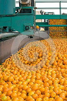 Technological process at the orange cannery. Mass of ripe citrus fruits oranges