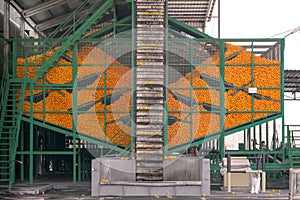 Technological process at the orange cannery. Mass of ripe citrus fruits oranges in metal container and working conveyor
