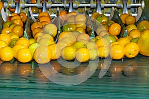 Technological process at orange cannery or plant. Automatic fruit washing and sorting
