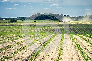 Technology of growing corn on sand under the scorching sun