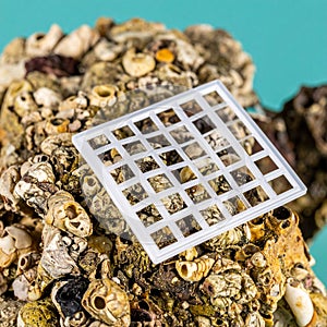 Technology Meets Nature - Microfilter on Barnacles