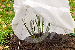 The technology of a reliable and comfortable cover of a rose with a non-woven material from frost in the winter season.