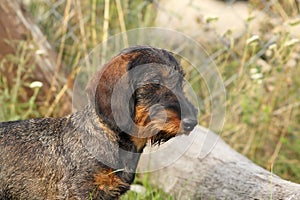 Teckel breed portrait photo