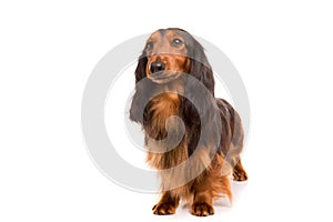 Teckel (dachshund)