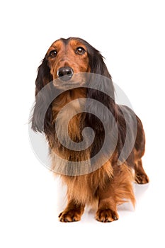 Teckel (dachshund) photo