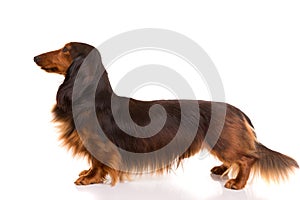 Teckel (dachshund) photo