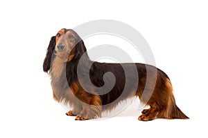 Teckel (dachshund)