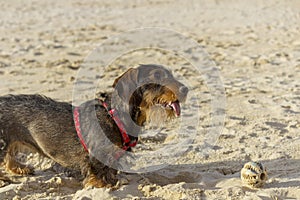 Teckel dog in the beach
