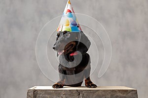 Teckel dog with birthday hat looking away