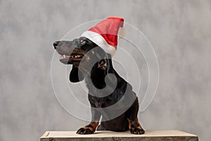 Teckel dog with christmas hat looking aside