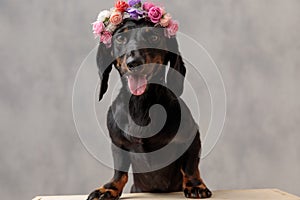 Teckel dog with flowers headband panting