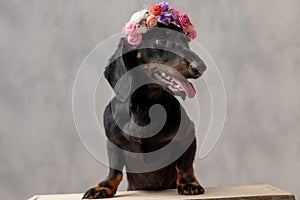 Teckel dog with flowers headband sticking out tongue
