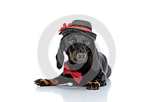 Teckel dog with hat,bowtie looking away with humble eyes