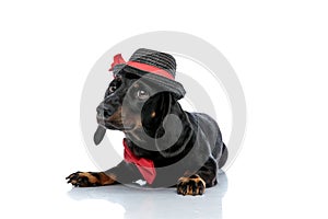 Teckel dog with hat,bowtie looking with big eyes