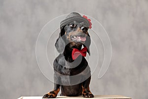 Teckel dog with hat and bowtie sticking out tongue