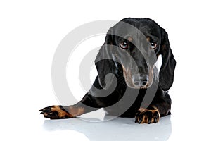 Teckel dog looking at camera pensively