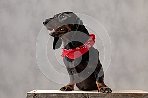 Teckel dog standing on wooden board with deep look