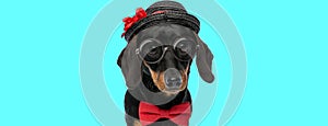 Teckel dog wearing a black hat, eyeglasses and red bowtie