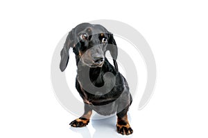 Teckel puppy dog with black fur looking away mystified