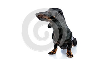 Teckel puppy dog with black fur looking sideways