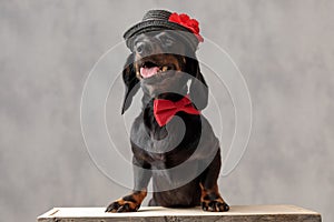 Teckel puppy dog with hat and red bowtie panting