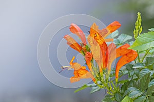 Tecoma capensis or a Cape honeysuckle