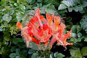 Tecoma capensis, Cape Honeysuckle