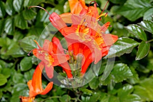 Tecoma capensis, Cape Honeysuckle