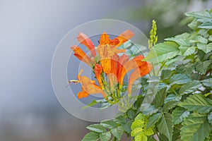 Tecoma capensis common name Cape honeysuckle