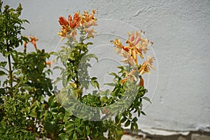 Tecoma capensis \'Orange\' blooms with orange-red flowers in August. Rhodes Island, Greece
