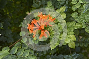 Tecoma capensis shrub