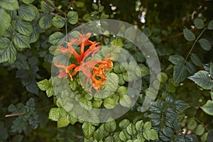 Tecoma capensis shrub