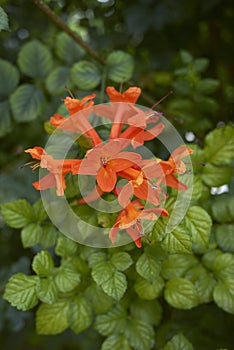 Tecoma capensis shrub