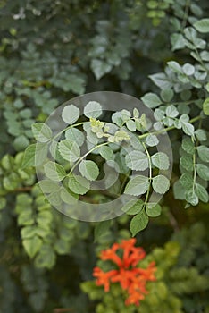 Tecoma capensis shrub