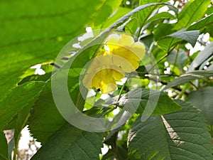 Tecoma  flower with greenish leaf