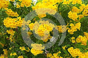 tecoma stans floewr (yellow bell, yellow elder, trumpetbush, trumpetflower