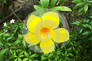 tecoma stans floewr (yellow bell, yellow elder, trumpetbush, trumpetflower