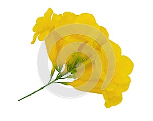 Tecoma stans flower isolated on white background