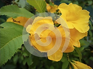 Tecoma stans flower is a species of flowering perennial shrub in the trumpet vine family, Bignoniaceae, native to the Americas.