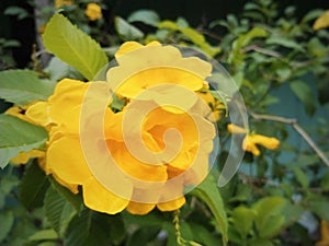 Tecoma stans flower is a species of flowering perennial shrub in the trumpet vine family, Bignoniaceae, native to the Americas.