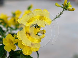 Tecoma stans, a flowering perennial shrub in the Bignoniaceae family, known as yellow trumpetbush, yellow bells, yellow elder, or