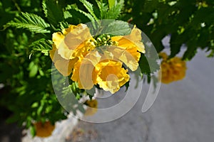 Tecoma stans - flowering shrub growing in the subtropics