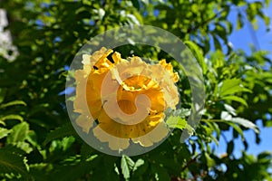 Tecoma stans - flowering shrub growing in the subtropics