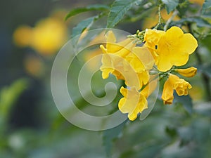 Tecoma stans Magnoliophyta Lamiales Bignoniaceae yellow Flower beautiful in nature blur background