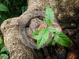 Tecoma stans small plant growing on Indian beech pongamia pinnata tree stump.