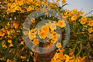 Tecoma stans, a species of flowering shrub in the trumpet vine family, Bignoniaceae, common names are yellow trumpet bush, yellow