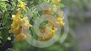 Tecoma stans, Yellow Bell, Ornamental Africa, Yellow Flowers with water drops after the rain fall