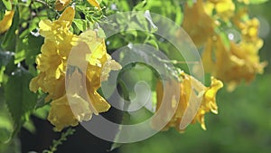 Tecoma stans, Yellow Bell, Ornamental Africa, Yellow Flowers with water drops after the rain fall